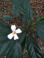 Mitriostigma axillare