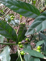Mitriostigma axillare