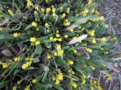 Synaphea floribunda