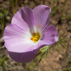 Leptosiphon grandiflorus