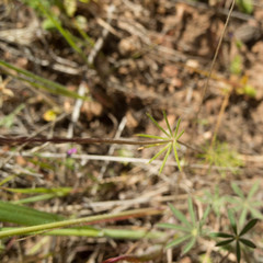 Leptosiphon grandiflorus