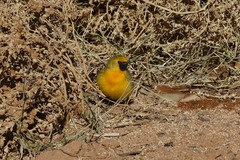 Epthianura aurifrons