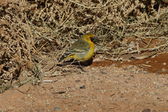 Epthianura aurifrons