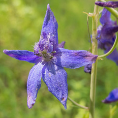 Delphinium patens