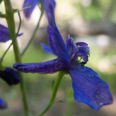 Delphinium patens