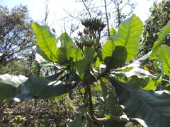 Anthocleista grandiflora