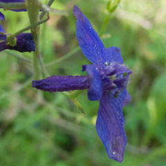 Delphinium patens