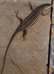 Trachylepis sulcata