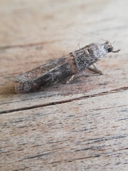 Acrobasis bithynella
