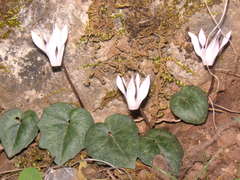 Cyclamen creticum