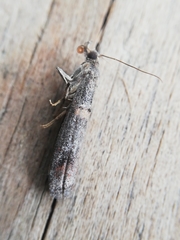 Acrobasis bithynella