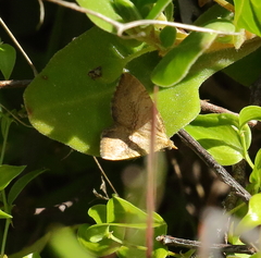 Chrysolarentia insulsata