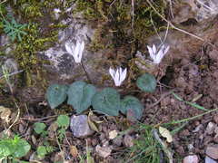 Cyclamen creticum