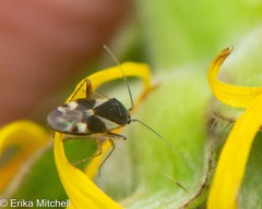 Plagiognathus obscurus