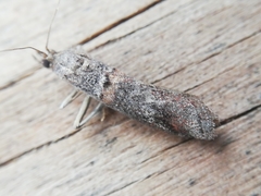 Acrobasis bithynella