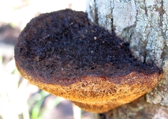 Gloeophyllales