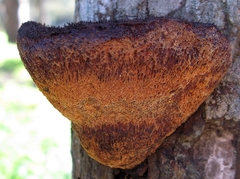 Gloeophyllales