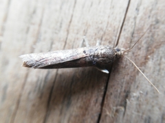 Acrobasis bithynella