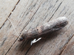 Acrobasis bithynella