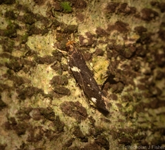 Macrobathra alternatella