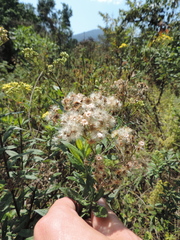 Nidorella welwitschii