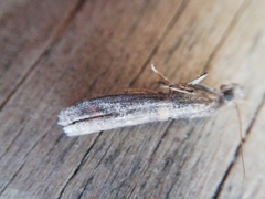 Acrobasis bithynella