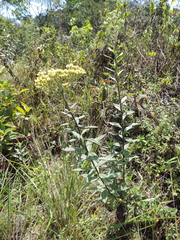 Nidorella welwitschii