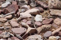 Aspidoscelis tesselatus