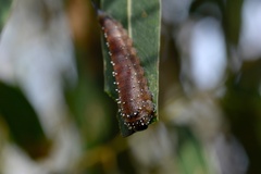 Lophyrotoma interrupta