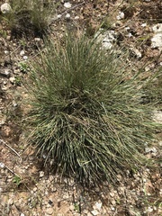 Lomandra collina