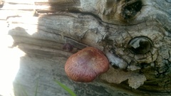 Gymnopilus thiersii