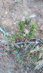Ifloga anomala