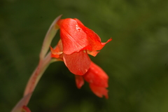 Gladiolus dalenii image