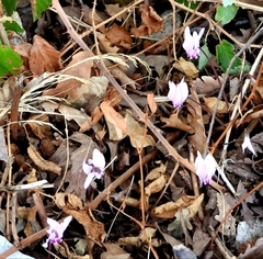 Cyclamen hederifolium
