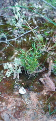 Ifloga anomala