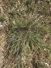 Lomandra collina