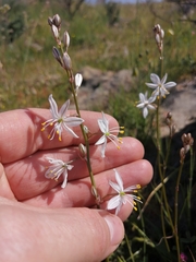 Chlorophytum graminifolium