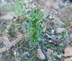 Ifloga anomala