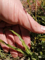 Chlorophytum graminifolium