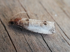 Epinotia thapsiana