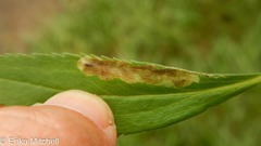 Calycomyza solidaginis