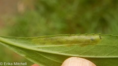 Calycomyza solidaginis