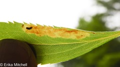 Calycomyza solidaginis