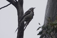 Anthochaera paradoxa