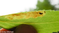 Calycomyza solidaginis