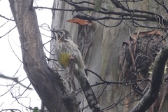 Anthochaera paradoxa