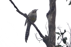 Anthochaera paradoxa