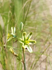 Albuca suaveolens