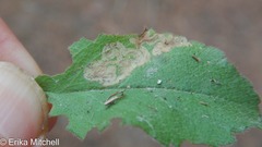 Phytomyza crassiseta