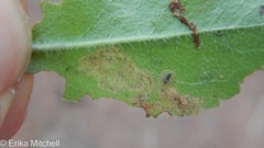 Phytomyza crassiseta